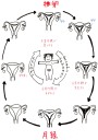 女性ホルモンと月経サイクルの関係