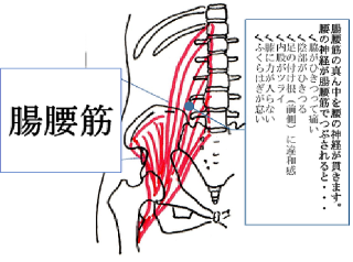 腸腰筋の構造